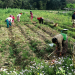 कृषि आधुनिकीकरण परियोजनाः आठ हजारभन्दा बढी किसान आवद्ध