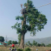 ओलानीमा रूखमा अड्किएका व्यक्तिको  सशस्त्र प्रहरीद्वारा उद्धार 