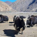 हिमाली क्षेत्रका साझा चुनौती सम्बोधन गर्ने सहमति