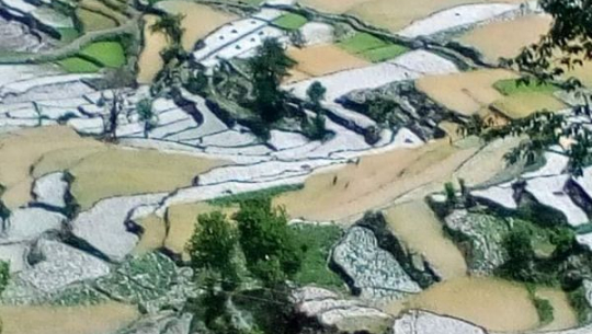 बाजुरामा असिना पानीले गहुबाली नष्ट, किसान चिन्तित