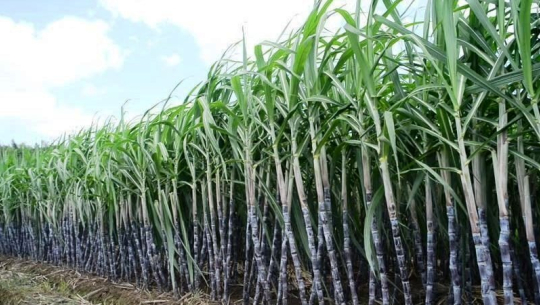 कैलालीका उखु खेतीको क्षेत्रफल घट्दै