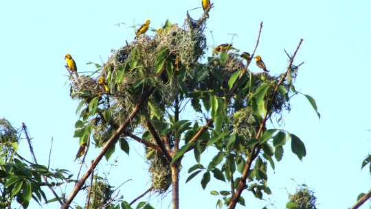 शुक्लाफाँटामा दुर्लभ सुनौलो तोप चराको गणना सुरु