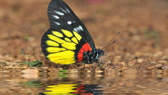 शुक्लाफाँटाका पुतली पहिलो पटक पुस्तकमा