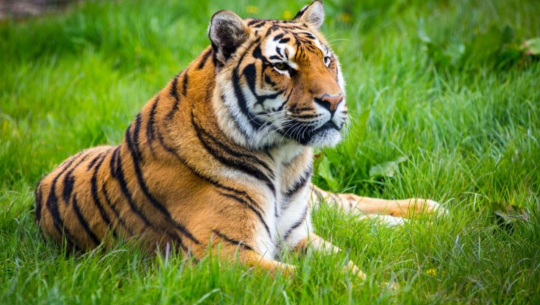 फाइल फोटो