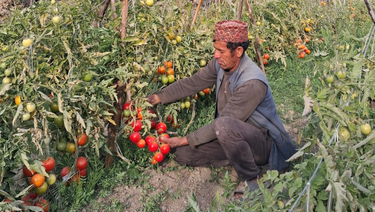 तस्बिर : शेरबहादुर सार्की  (गाेरखापत्र) 
