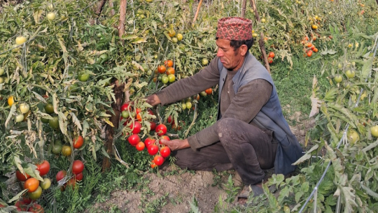 Photo: Sher Bahadur Sarki (Gorkhapatra)