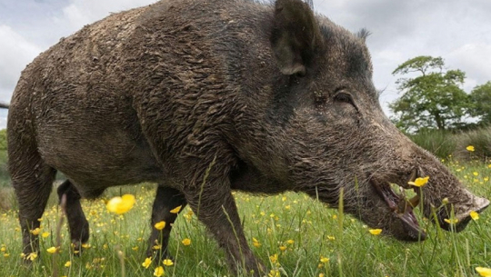 Young man succumbs to injuries following wild boar attack in Doti