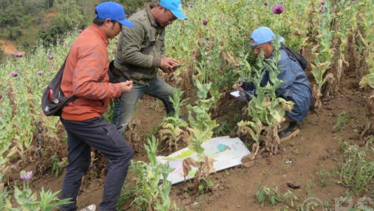 लागुऔषध दुरुपयोग तथा अवैध ओसारपसारविरुद्धको अन्तरराष्ट्रिय दिवस आज