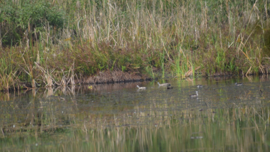 Swan population rises while waterfowl declines in Ghodaghodi wetland