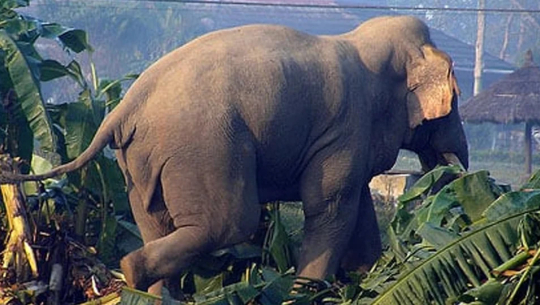 निकुञ्जबाट हात्ती पसेपछि मरघटिया र वैशाखा शिविरमा जनधनको ठूलो क्षति