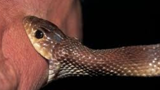 डोटीमा सर्पको टोकाइबाट बालकको मृत्यु