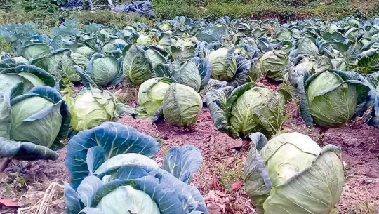 बारीमै कुहिन थाल्यो तरकारी