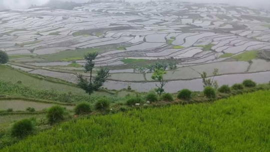 सुदूरपश्चिममा ९५ प्रतिशत रोपाई सकियो