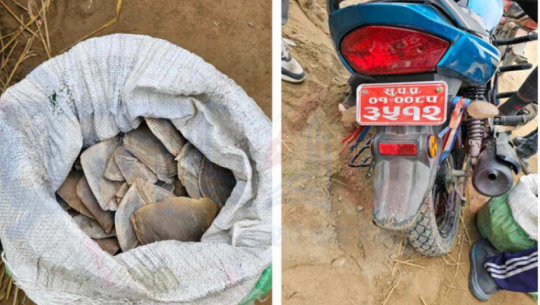 Two Arrested in Kailali for Illegal Possession of 10 kg of Salak, an Endangered Species