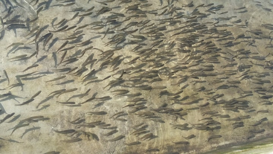 कैलालीका माछा पालक किसानलाई बजारीकरणमा समस्या