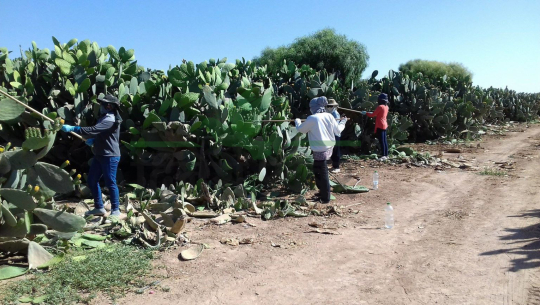 इजरायलको मरुभुमीमा कृषि क्रान्तिको ज्ञान लिएर फर्किएका प्रदेश ७ का युवाहरुले कृषिमा भविष्य देखेनन्