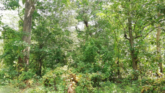 सुदूरपश्चिको राजधानी गोदावरी क्षेत्रमा वन अतिक्रमण बढ्यो