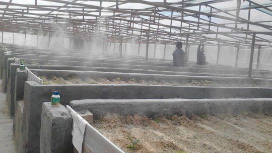 भत्काडामा आलुको पुर्व मुल विउ उत्पादन गरिदै