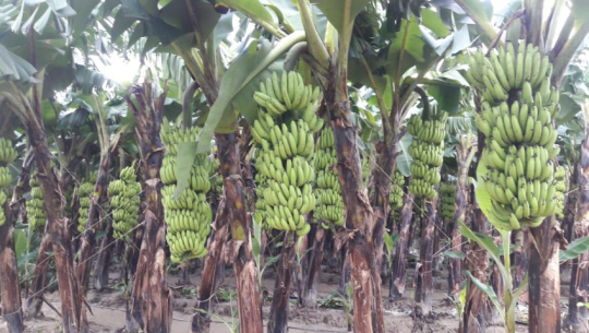 ज्यामरुककोटमा केरा र तरकारीखेती