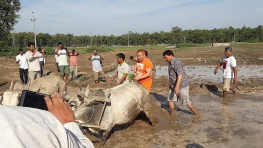धान दिवसमा प्रदेश ७ का मन्त्रीहरुलाई धान रोप्न भ्याई–नभ्याई