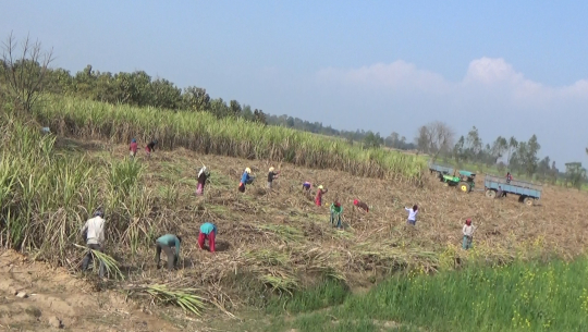 मन्त्रीकै क्षेत्र भएपनि कञ्चनपुरका उखु किसान चिनी मिल र विचौलीयाको चपेटामा