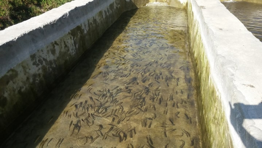 डोटीमा व्यावसायिक रूपमा ट्राउट माछापालन शुरु