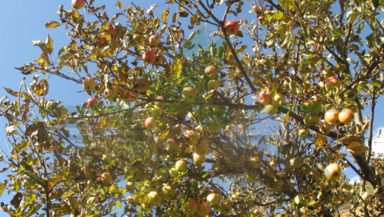 दार्चुलामा स्याउ जोन कार्यक्रम लागु भएपनि स्याउले बजार पाएन