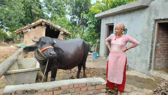 गोठ सुधार गरेपछि पशुचौपायामा सङ्क्रामक रोग घट्दै