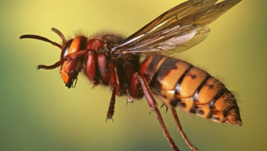 65-Year-Old man dies after wasp sting in Bajura