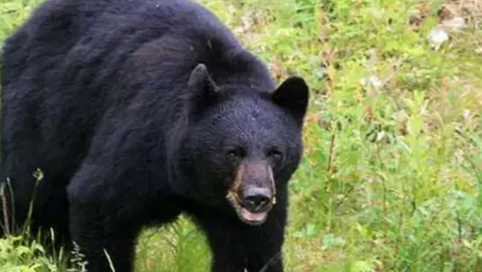 डोटीमा भालुको आक्रमणबाट बालक घाइते