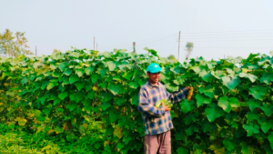 बेमौसमी काँक्राखेतीबाट तीन महिनामै डेढ लाख आम्दानी