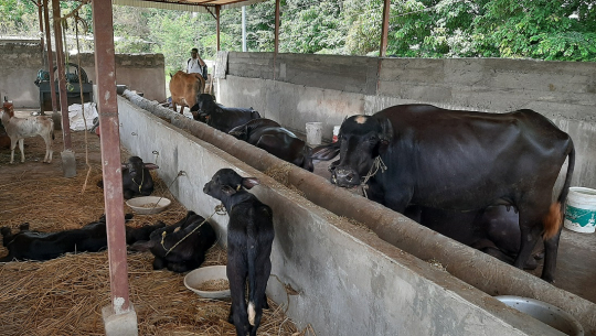 विदेशको मोह त्यागेर कैलालीका सुरेन्द्र भैँसीपालनमा