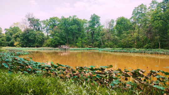 Fish farming in ancient lake launched to boost community income in Kanchanpur