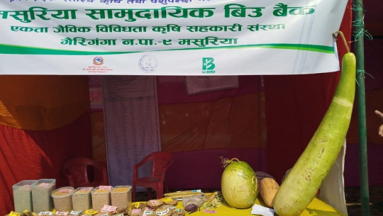 कैलालीकी सूर्यकुमारीको बारीमा फल्यो एउटै लौका १६ किलोको