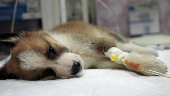 Parvo virus infection detected in pet dog in Shuklaphanta