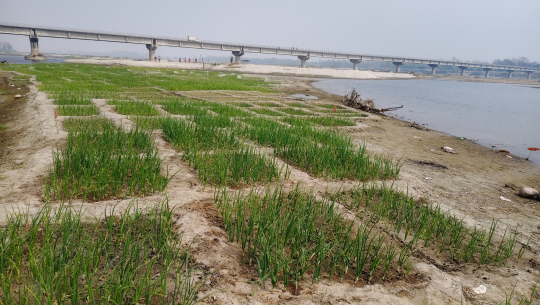 कर्णाली नदी बगरमा लोभलाग्दो प्याजखेती