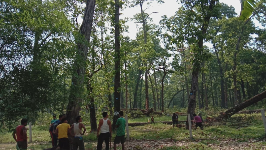 कैलालीमा रुख कटान रोक्न मन्त्रालयले दिएको निर्देशन कार्यान्वयन भएन (फोटो फिचर)