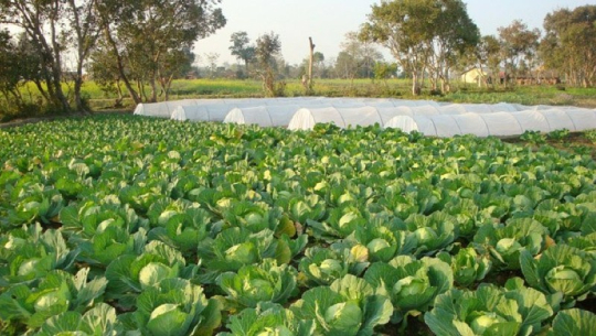 कैलालीको अमरावतीमा व्यावसायिक तरकारी खेतीमा कृषि सहकारी