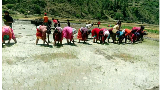 आलेख : जुम्लामा मार्सी धान रोपाइँको चटारो