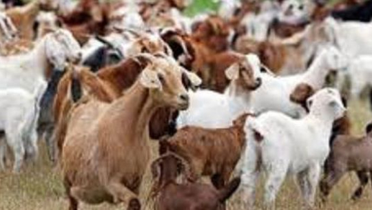 पहिलो पटक खसीबोका सङ्कलन केन्द्र निर्माण