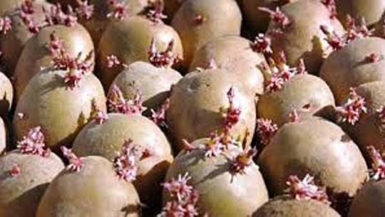 किसानलाई अनुदानमा आलुको बीउ