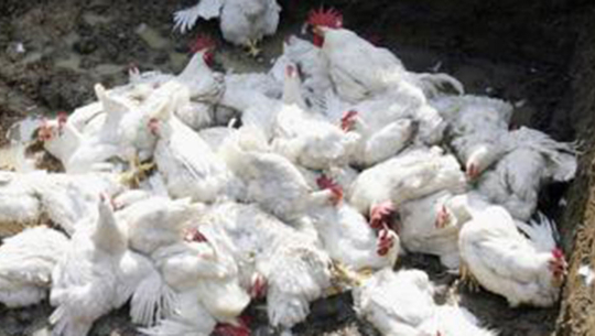 वर्डफ्लुका कारण ५० हजार कुखुरा नष्ट