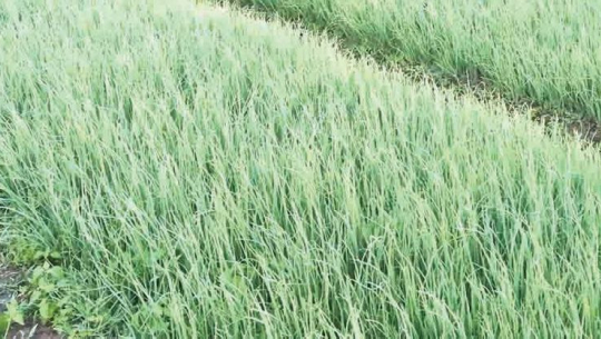 कैलालीका किसानको प्याजका बेर्ना बेचेर मनग्य आम्दानी