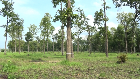 कैलालीको गौरीगङ्गामा सामुदायिक वनको आम्दानीबाट सीपमूलक तालिम सञ्चालन
