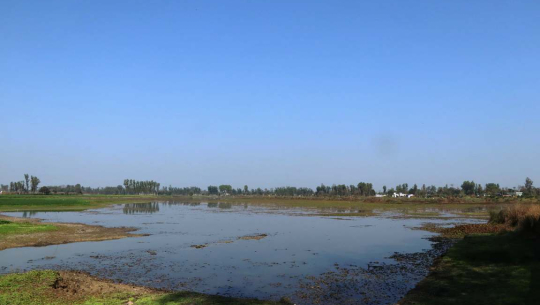 पुरैनी तालमा चराको सङ्ख्या घट्यो