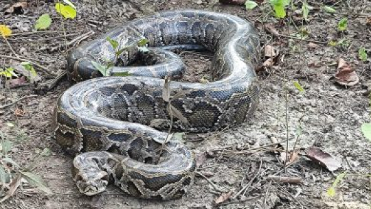 तीस किलो बढी तौलको अजिङ्गरको उद्धार