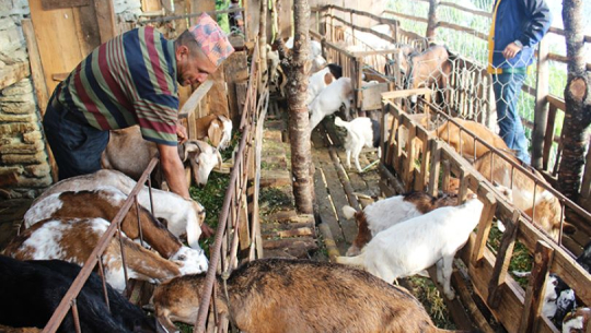 पाथार्दीको बाख्राफार्म कृषकको आकर्षणस्थल बन्दै