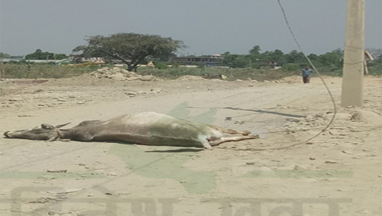 Death of an ox due to electric shock