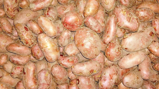 कञ्चनपुरमा एक कठ्ठा जग्गामै ‘बाह्र क्विन्टल’ आलु