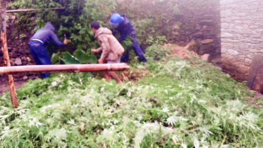 Wild marijuana destroyed by cops in Accham